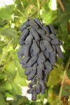 Eroanvia Moondrop Black Grapes Plant/Angoor Ka Podha (Plant Height 2-3) Healthy Hybrid Live Frout Plant For Home Garden Angoor Sweet Fruit Plant