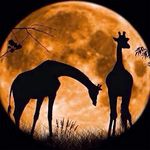 5D Diamond Painting Kits, Giraffe Family Moon Earth Animals WOWDECOR Full Drill DIY Diamond Art Cross Stitch Paint by Numbers