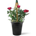 Climbing Rose in 2 Litre Pot - Golden, Pink, Red, White and Orange - Excellent Rose for Walls, Pillars Trellises and Arches (Red)