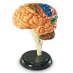 Learning Resources Brain Anatomy Model