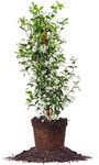 Perfect Plants Confederate Jasmine 