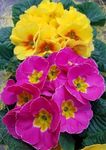 Gebdinsh Garden® Imported Primula Flower Seeds For Kitchen Gardening (Pack Of 100 Seeds)