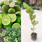 Natura GreenHouse Hybrid all season Air Layering Seedlees Original SeedLess Lemon Plant Height 1-2 FT