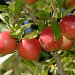 Braeburn Apple Tree, Mini Patio Fruit Tree, Ideal for Small Gardens & Patios, Heavy Cropping, Delicious Fruit, Low Maintenance, 1 x Malus (Apple) Braeburn Plant in a 9cm Pot by Thompson and Morgan