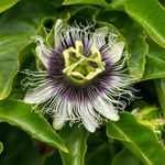 Passiflora edulis 'Frederick' - Climbing Passion Flower - Fast-Growing Evergreen Vine - Unique White and Purple Blooms - Patio Container Plant - Edible Fruit – 2X 9cm Pot by Thompson and Morgan