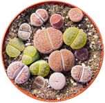 Sprout N Green Rare Lithops Collection, Living Stone Plant Fully Rooted in 4" Pot, Cute Potted Succulents Houseplant Pebble Plant, Great for Terrarium Arrangement, DIY Project