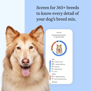 Wisdom Panel Dog DNA Test Kit – Breed & Health Insights