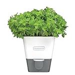 Cole & Mason Self-Watering Potted H