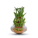 JESAA GREENS 3 Layer Bamboo Live Indoor Plant With Glass Vase | Feng Shui Plant | For Living Room, Table Corner, Balcony, Bedroom, Office Home Decoration | Set of 1