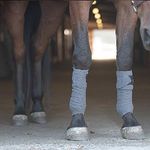 BENEFAB Therapeutic Polo Wraps | Set of 4 | Far-Infrared Technology Keeps Muscles Supple, Prevents Injuries, Promotes Blood Flow, Reduces Pain & Stiffness | Grey | Pony Size (Horse)