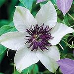 50 White and Purple Clematis Seeds 