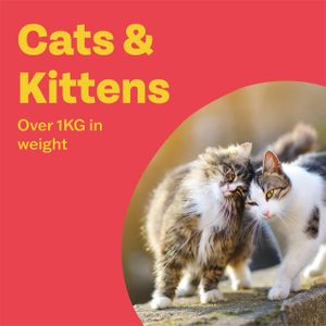 Bob Martin Clear Cat Wormer Tablets – Effective Deworming Treatment