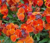 WallFlower 'Orange Bedder' / Erysimum cheiri/Cheiranthus/Spring Flowering/Seeds