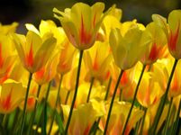 Tulip Bulb Perennial Plant Bulk Bulb for Planting Flowering Bulbs (10 Bulbs,Antoinette Multi-fowering Tulips)