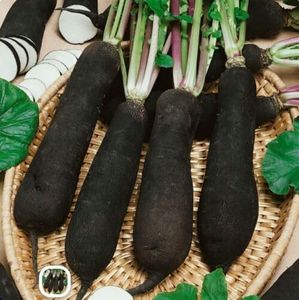 Radish Black Spanish Long 50 Seeds Vegetable Garden