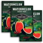 Survival Garden Seeds - Sugar Baby Watermelon Seed for Planting - 3 Packs with Instructions to Plant and Grow Little Round Watermelons in Your Home Vegetable Garden - Non-GMO Heirloom Variety