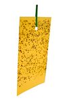 Yellow Sticky Traps Greenhouse Whitefly Fly Traps with Hanger - Various Pack (5)