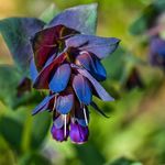 PREMIER SEEDS DIRECT - CERINTHE Major (PURPURESCENS) - Honeywort – Blue Shrimp Plant – 50 Finest Seeds