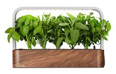 EDN SmallGarden with Basil SeedPods, Indoor Grow Smart Garden Starter Kit for Fresh Home Grown Herbs, Plants and Flowers - Grow up to 10 Different Plants at Once