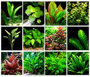 40 Live Aquarium Plants / 12 Different Kinds - Custom Combo (Amazon Swords, Anubias , Java Fern, Ludwigia, Cryptocoryne and much more!) Great plant sampler for 25-40 gal tanks!