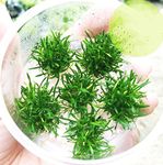 Greenpro Cryptocoryne Parva Freshwater Live Aquarium Plants TC Cup Fish Tank Decoration