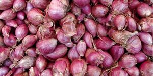 Golden Hills Farm Hybrid small shallot onion 300+ seeds