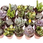 YouGarden Indoor Succulents Plant Collection, Six Established Plants in 5.5cm Pots, Houseplants for Homes and Offices, Indoor Plants Real in Pots, Potted Air Plants for Purifying Air