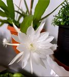 REMASLARIC-White Brahma Kamal/Night Queen Healthy plant with Pot (Pack of 1) outdoor indoor plant || For home garden flower tree plant.