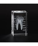 Ultrassist 3D Human Tooth Crystal Model, Laser Etched Anatomical Model for Home and Office Decoration, Dentists Gifts