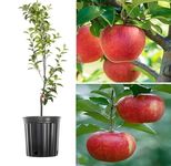 Green view Original Himachali Red Apple 1 Healthy Live Plant 1.5 feet (Anna Apple Plant) In Nursery Grow Bag All India Climate Suitable