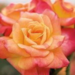 Stargazer Perennials - Josephs Coat