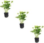 3 Pack Pennywort Brazilian Hydrocotyle Potted