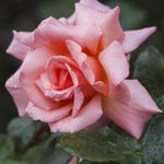 Climbing Rose 'Compassion' – RHS Award Winner, Fragrant Blooms, Vigorous Growth – Ideal for Sunny Walls and Trellises - 1x Bareroot by Thompson & Morgan