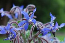 Borage Seeds - 2000 Seeds 30g- HERB - Butterfly BEE Wild Flower Wildflower