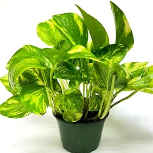 Golden Pothos Plant Live in 4" Pot - Pothos Live Plant - Natural Air Purifier Indoor House Plant - Live Pothos Plant for Home Office Wedding Decor & Birthday Gift