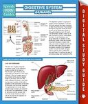 Digestive System (Humans) (Speedy S