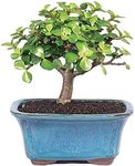 Polygon Green 5 Year Old Grafted Jade Bonsai (Green)