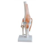 TDOU Knee Joint Simulation Model Medical Anatomy Human 1:1 Life Size