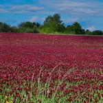 Outsidepride Crimson Clover Seeds - 1/4 lbs. Annual, Nitrocoated, & Inoculated Ground Cover Seeds, Ideal Clover Seed for Lawn, Cover Crop, Pasture, Hay, Green Manure & Wildlife Forage