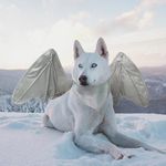 Onmygogo Funny Bat Dragon Wing Costumes for Dog, Cute Furry Pet Clothing for Halloween (Silver Wing, Size M)