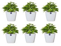 KWEL Daisy Pot Plastic Attractive Pot for Home Garden with Inner Tray Self Water Mechanism Size 9 Inch (White) Pack of 6