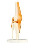 QWORK® Human Knee Joint Model Anatomical Model for Medical Teaching Learning Display (12" Height)