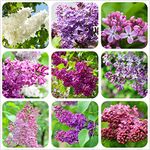 Seedville Lilacs