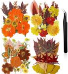 Nuanchu Pressed Flowers Bulk Fall D