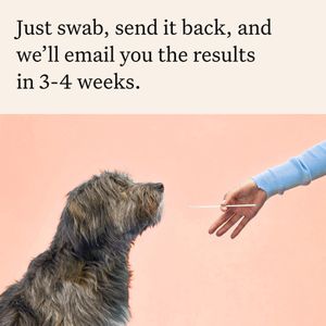Wisdom Panel Premium Dog DNA Test – Breed & Health Screening Kit