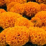 African Marigold Flower Garden Seeds - Discovery Series F1 - Orange - 100 Seeds - Annual Flower Gardening Seeds - Tagetes erecta