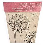 Everlasting Daisy Gift of Seeds - S