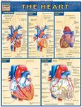 Heart (Quick Study Academic)