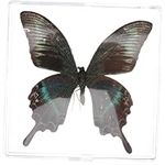 Hohopeti Butterfly Specimen Childre