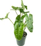 littlejungle Philodendron Burl Marx - Healthy Live Plant With White Pot, Air Purifying Plant, Live Plants With Pots, Indoor Plants With Pots For Home
